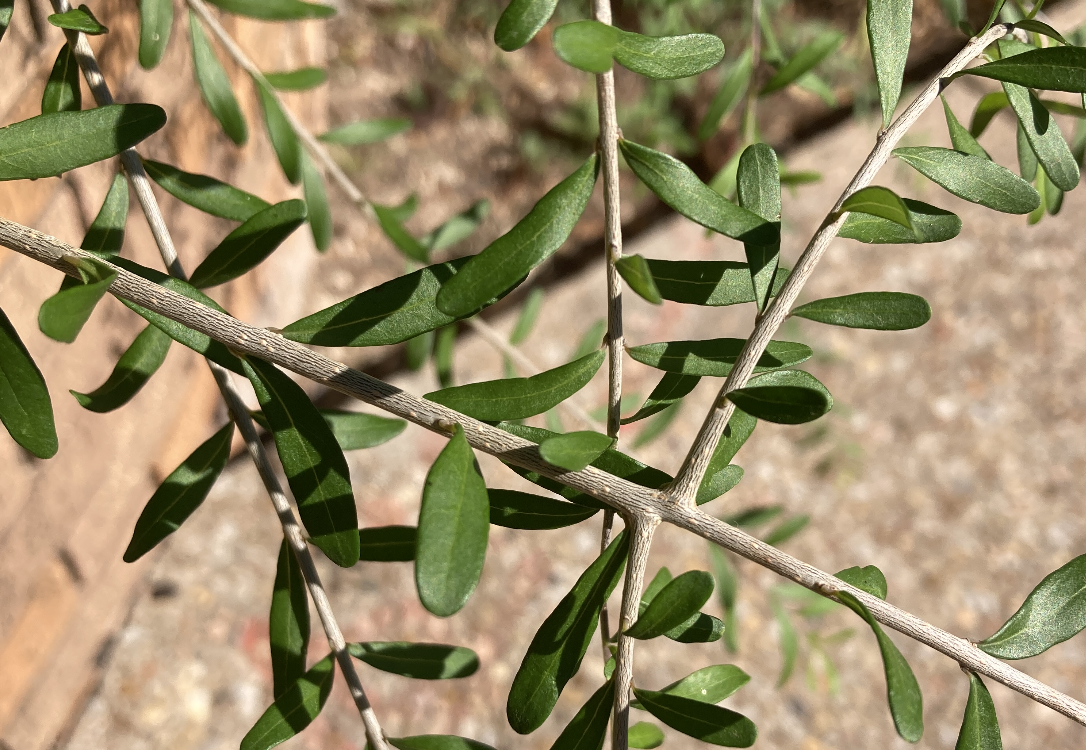 A picture of Elbow Plant flowers